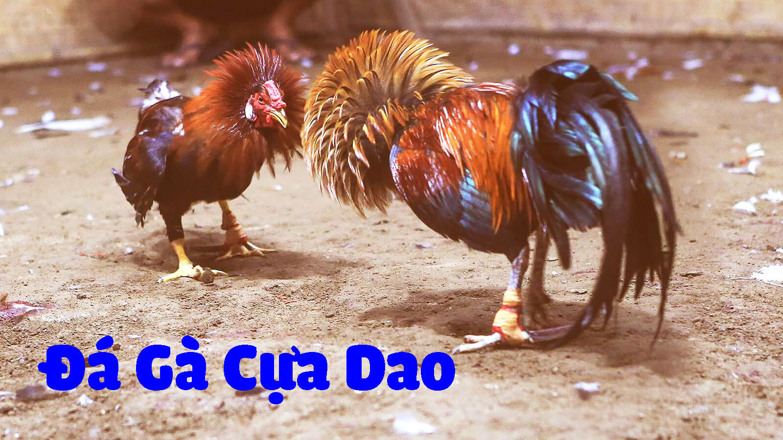 Tất tần tật thông tin về đá gà cựa dao trực tiếp hôm nay 6 Đá gà cựa dao là gì?