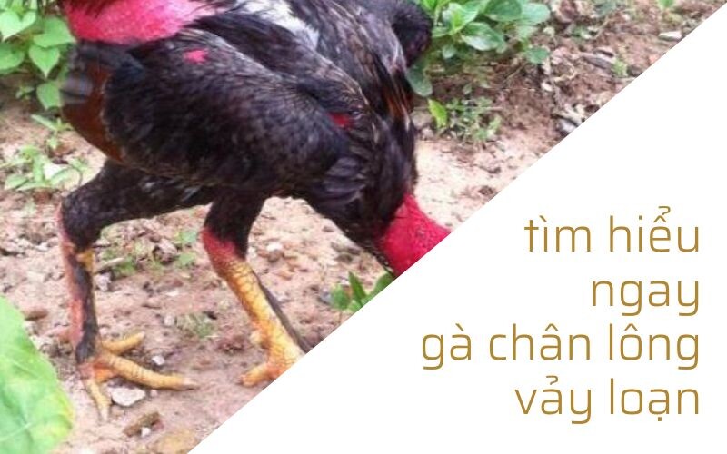 Gà chân lông vảy loạn - chiến thần của sới đá gà 5 Tìm hiểu ngay một vài thông tin về gà chân lông vảy loạn