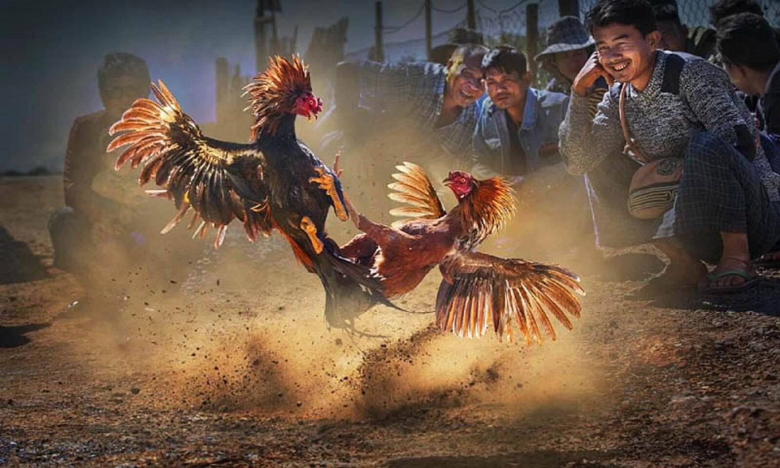 Vảy xuyên đao là gì? Gà có vảy xuyên đao đá có hay không? 6 Gà chọi có vảy xuyên đao đá có tốt hay không?