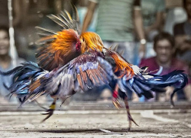 Mơ thấy hai con gà trống đá nhau