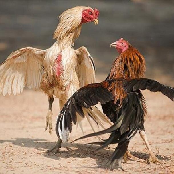 Gà đá chân cua là gì? Kinh nghiệm nuôi hiệu quả bạn đã biết 6 Tập trung huấn luyện để cải thiện sức chiến cho gà đá chân cua