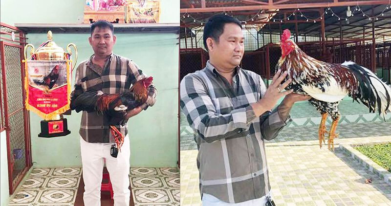 Gà cọp là gì? Tìm hiểu một số thông tin về gà cọp 6 Tìm hiểu gà cọp là gì? Giới thiệu thông tin tổng quan về gà cọp