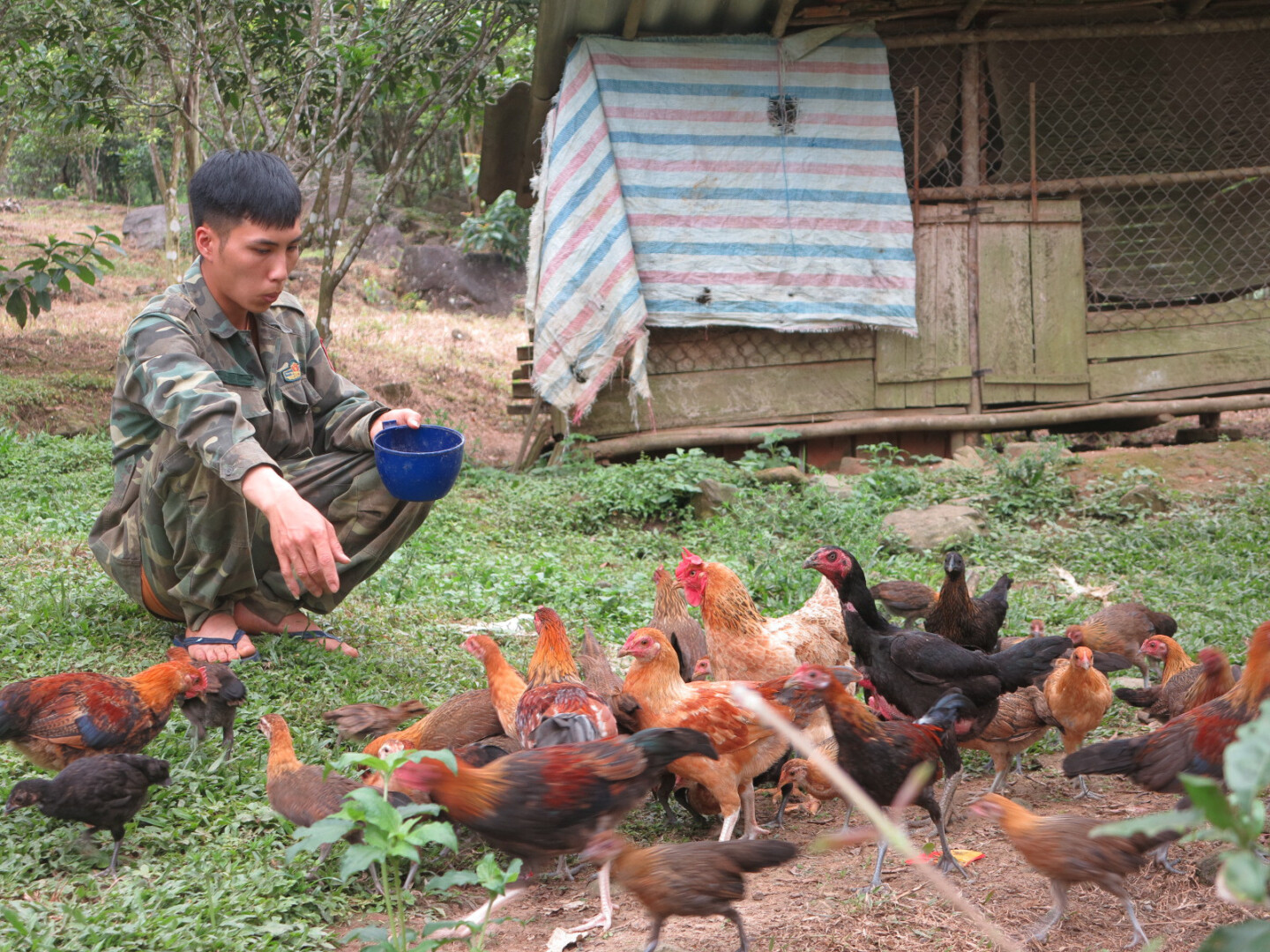 Cách bắt gà đá không kêu cực chuẩn 7 Bắt gà bằng bẫy tổ