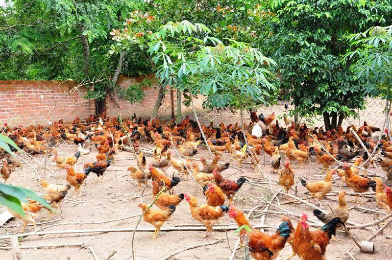 Cách chọn gà con để nuôi gà đá thả vườn
