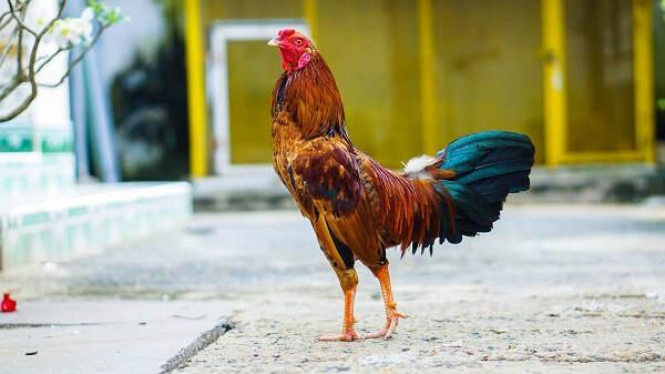 Cách ghép gà chọi đá tạo nên chiến kê dũng mãnh 5 Chú ý kỹ về tướng chân và vảy khi ghép gà chọi đá