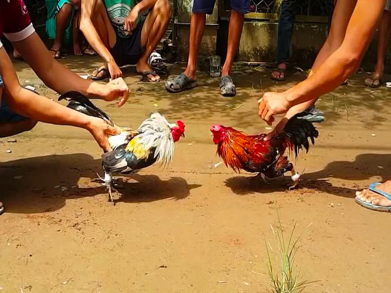 Tìm hiểu bí quyết thả gà đá cựa tròn hiệu quả từ giới sư kê 8 Bí quyết thả gà đá cựa tròn - Thả gà đúng thời điểm