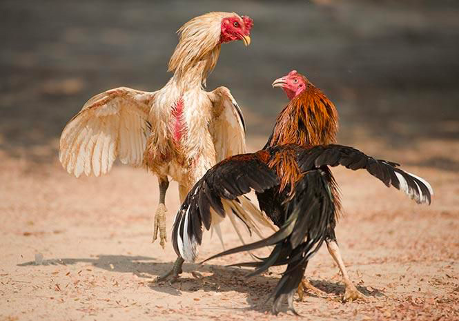 Tìm hiểu bí quyết thả gà đá cựa tròn hiệu quả từ giới sư kê 6 Biết được cách thả gà đá cựa tròn giúp chiến kê tăng cường được sức mạnh thi đấu