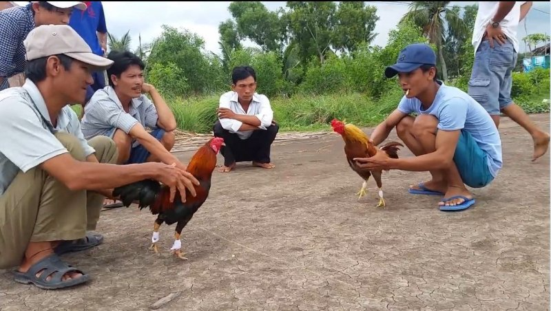 Cách trở thành nài gà giỏi và chuyên nghiệp nhất hiện nay 6 Cách trở thành nài gà giỏi và chuyên nghiệp thì cần kỹ năng gì?
