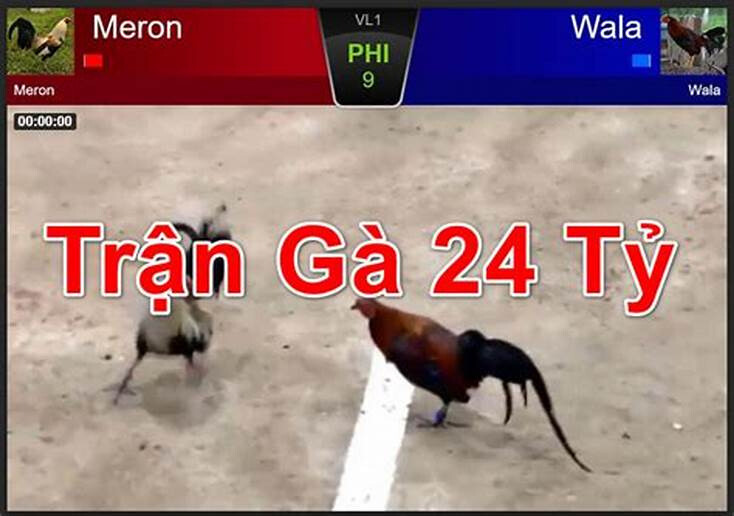 Trận đá gà 24 tỷ - Kết quả trận đá gà chấn động 7 Kết quả trận đá gà 24 tỷ được cập nhật mới nhất