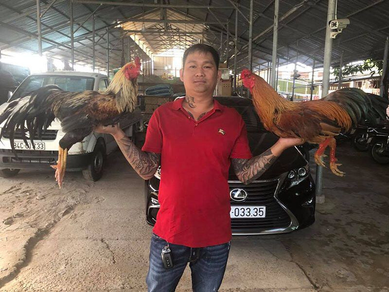 Trại gà Mít Trà Cú – Cập nhật trang trại gà lớn nhất nước ta 6 Tại sao trại gà Mít Trà Cú lại nổi tiếng?