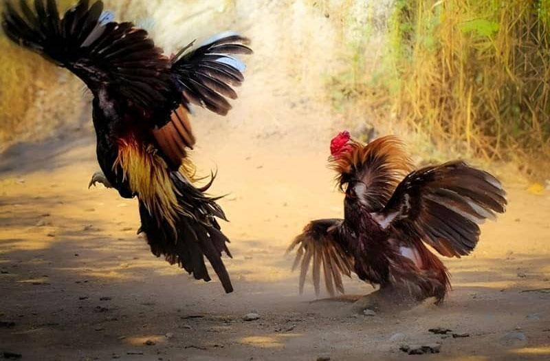Gà cựa nhật nguyệt là gì? Làm sao chọn được dòng gà này chuẩn? 8 Trong đá gà thì Gà cựa nhật nguyệt được đánh giá quý hiếm