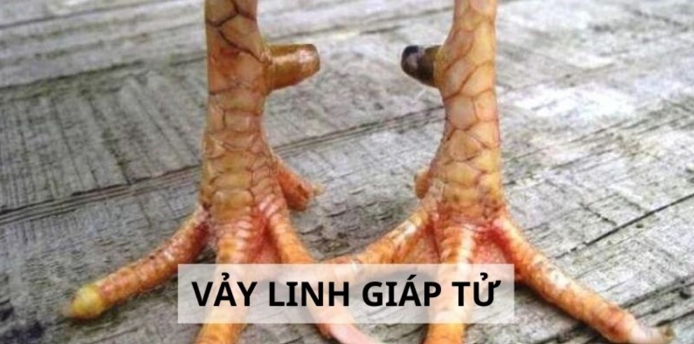 Tổng hợp 78 vảy gà tốt nên chọi cho các sư kê 7 Bề ngoài của vảy Linh Giáp Tử