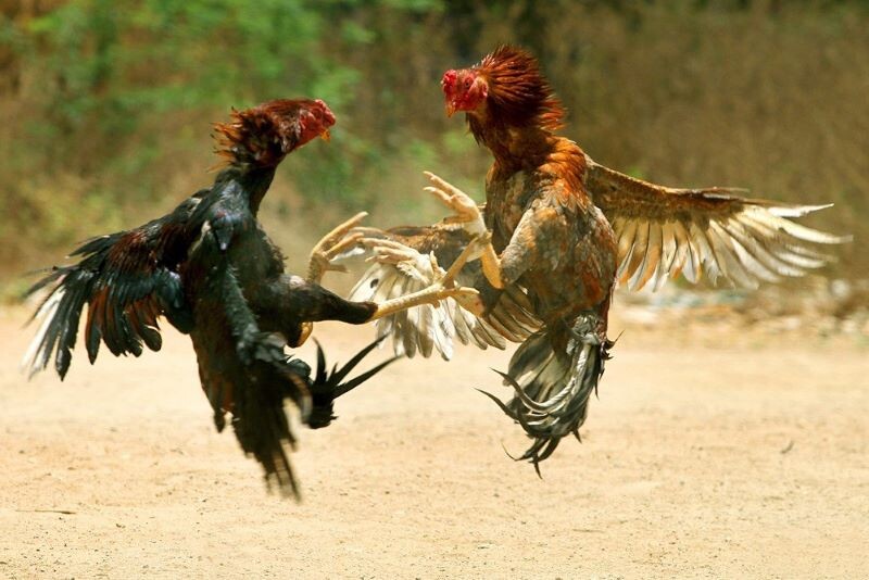 Thuật ngữ trong đá gà chuyên ngành khi thi đấu