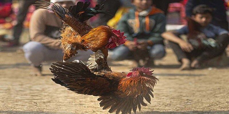 Giới thiệu về đá gà