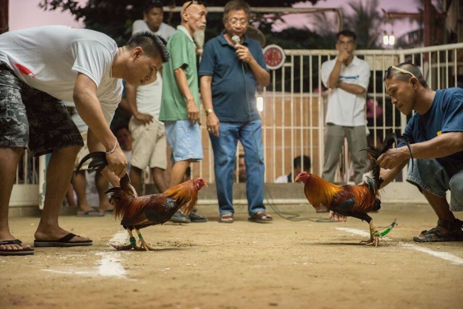 Bí quyết đá gà CPC4 thắng lớn cho người mới tham gia 10 Bí quyết đá gà CPC4 thắng lớn cho người mới tham gia
